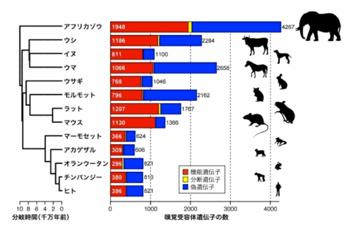 犬より嗅覚が優れている動物【ゾウ】2