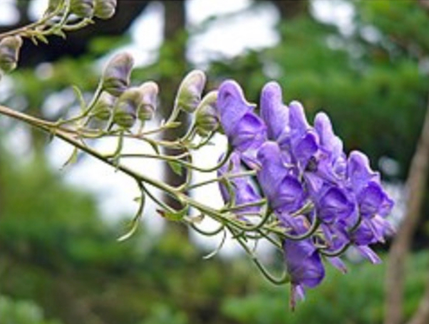 甘い香りを放つ猛毒の花4